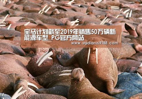PG电子官方入口