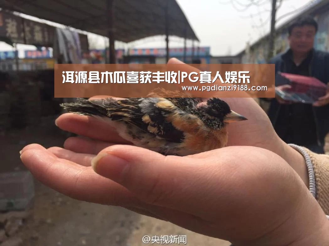 洱源县木瓜喜获丰收|PG真人娱乐(图1) PG真人娱乐
